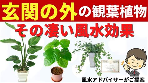 東南風水|東南の風水と観葉植物！縁結びの運気が上がる